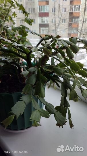 Комнатные цветы