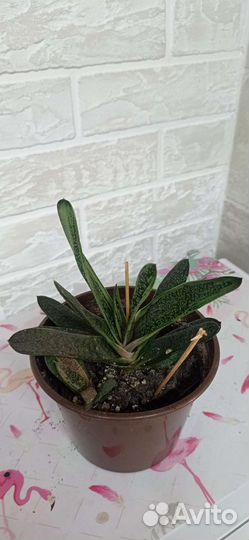 Цветы домашние