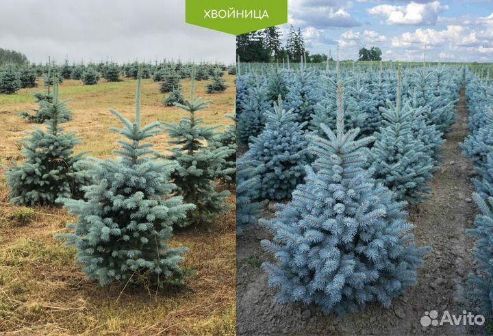 Ель голубая