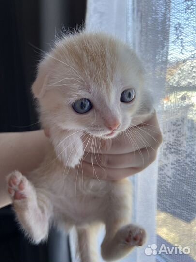 Бесплатно в добрые руки котята