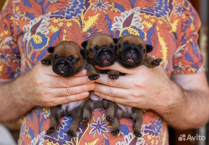 Щенки французского бульдога