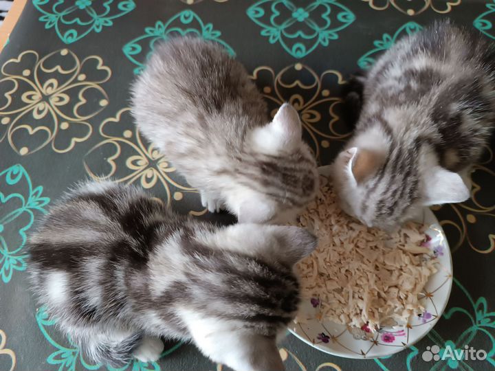 Шотландские котята