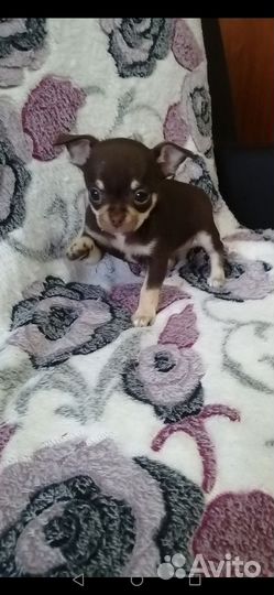 Щенки чихуахуа