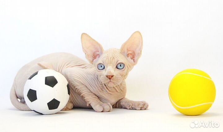 Великий комбинатор - Бендер