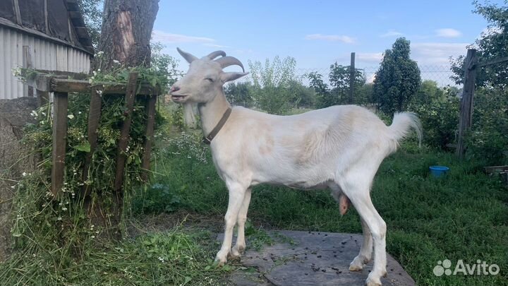 Коза дойная молочная