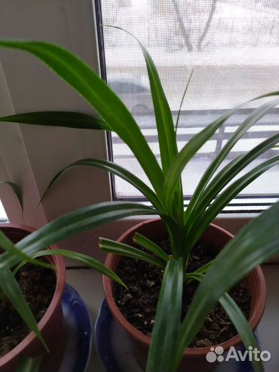 Пальма панданус