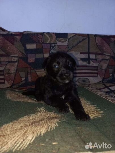 Собака щенки щенок верный друг в добрые руки