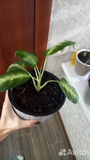 Диффенбахия камилла