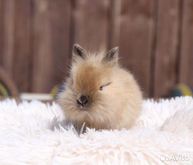 Кролики mini Самый Большой Выбор