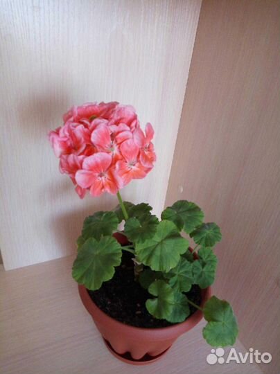 Пеларгонии