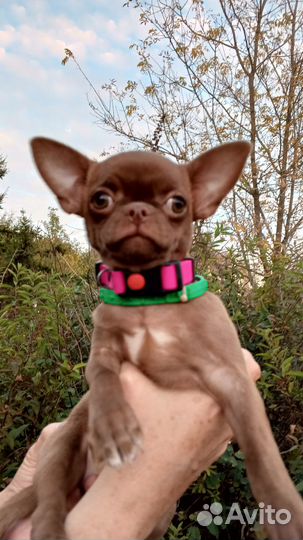 Девочка Чихуахуа