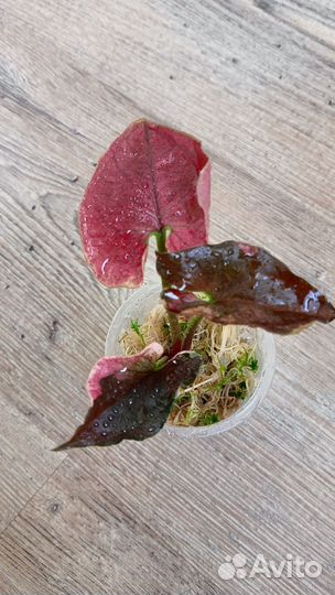 Сингониум, эпипремнум