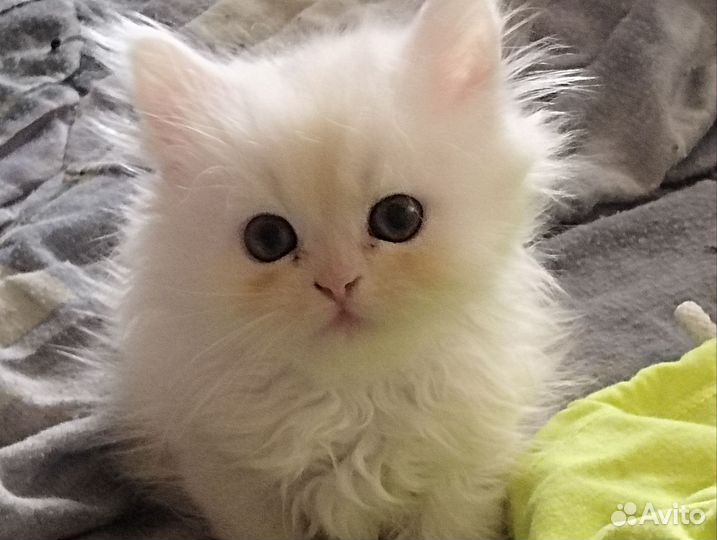 Продажа персидских котят