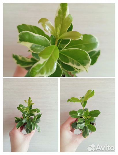 Редкие растения