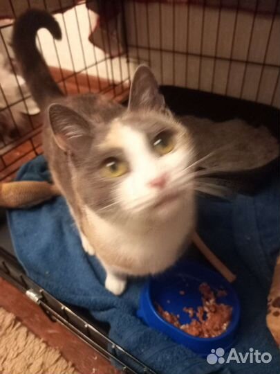 Маленькой бездомной кошечке очень нужен дом