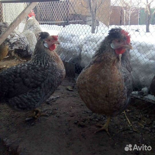 Инкубационное яйцо и молодняк кур, уток и павлинов