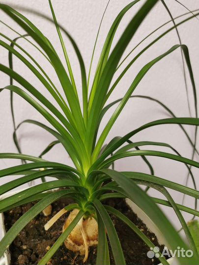 Взрослые:Нолина, хамедорея