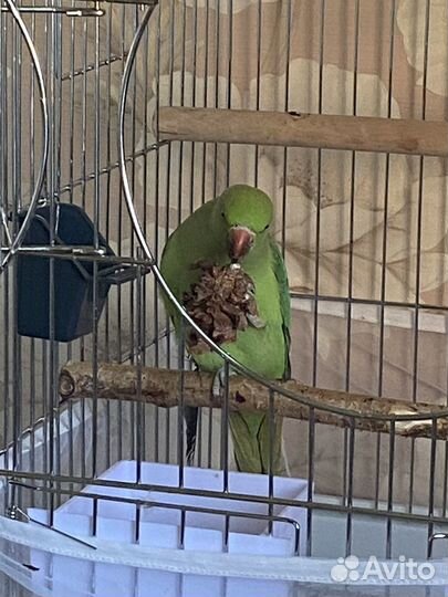 Ожереловый попугай