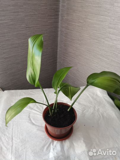 Эухарис белый