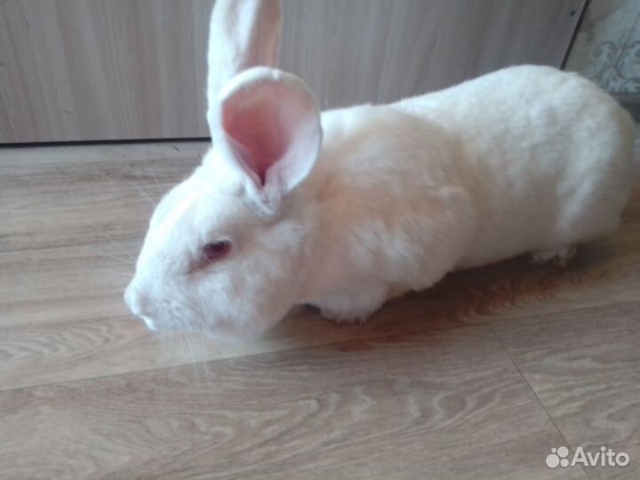 Крольчиха самка