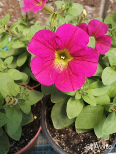 Петуния ампельная рассада