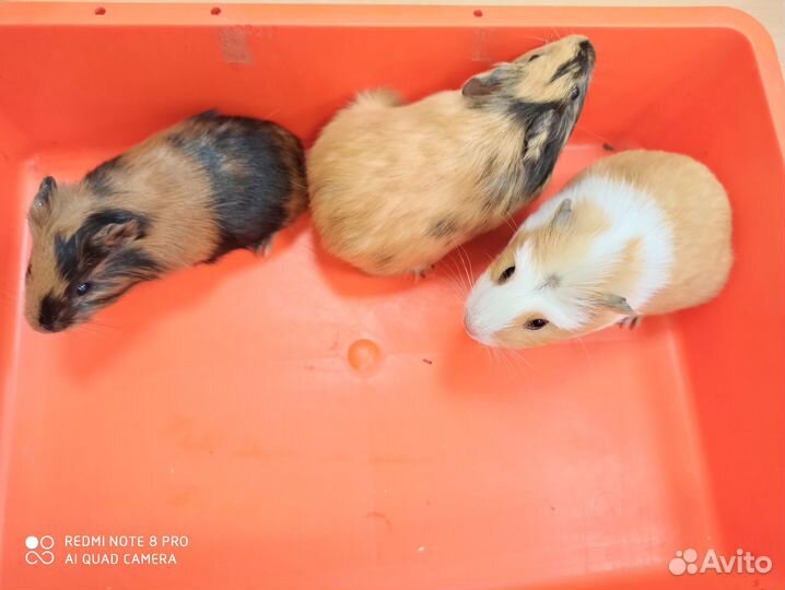 Морские свинки