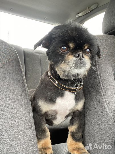 Мини пекинес