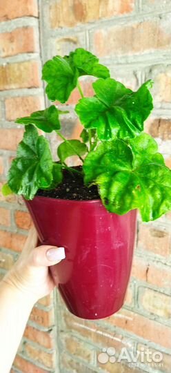 Пеларгония герань сортовая Леди Гертруда