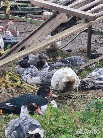 Индоутки, селезни и утки