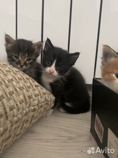 Кошка в дар бесплатно