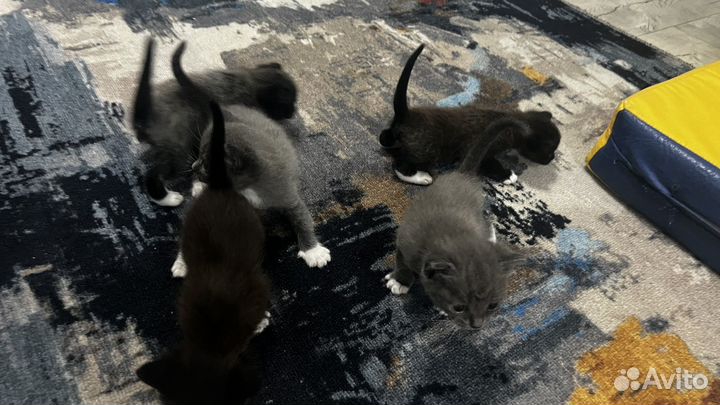Котята отдам бесплатно