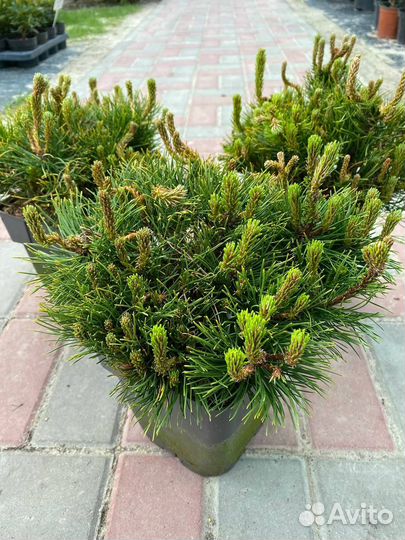 Сосна горная