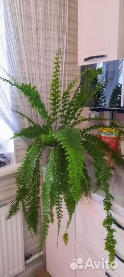 Папоротник Дассада(кудрявый)