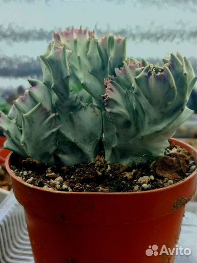 Эуфорбия Лактея Кристато корнесобственная