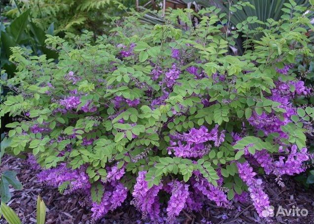 Индигофера Жерара саженцы для сада. Доставка