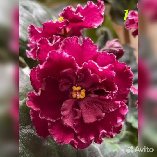 Сортовые фиалки