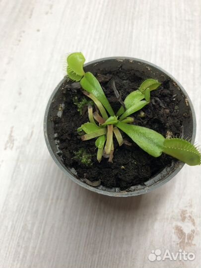 Венерина мухоловка дионея