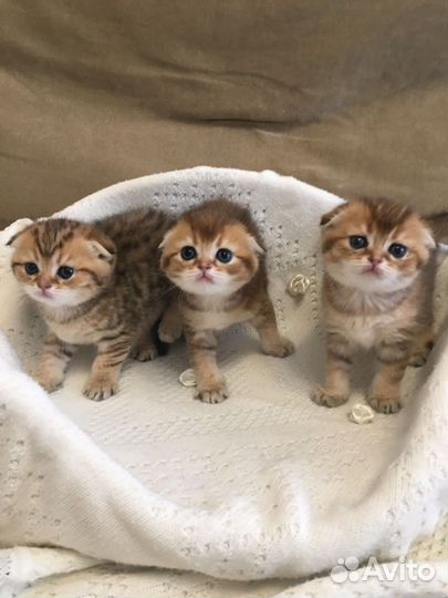 Шикарные золотые малышки