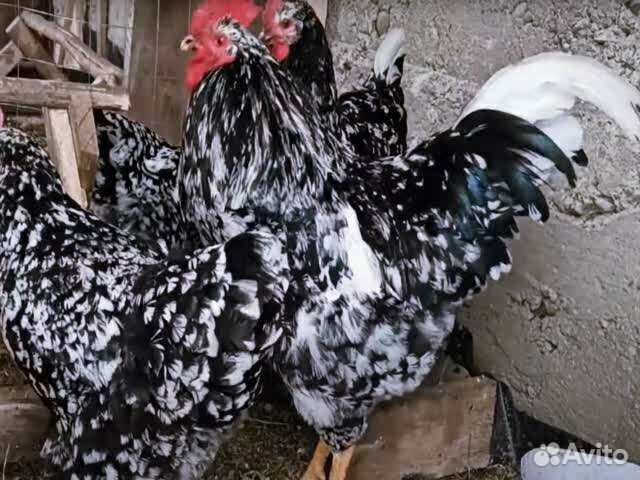 Несушки суточные