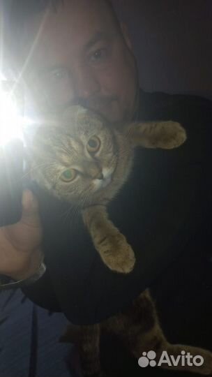 Шотландская вислоухая кошка