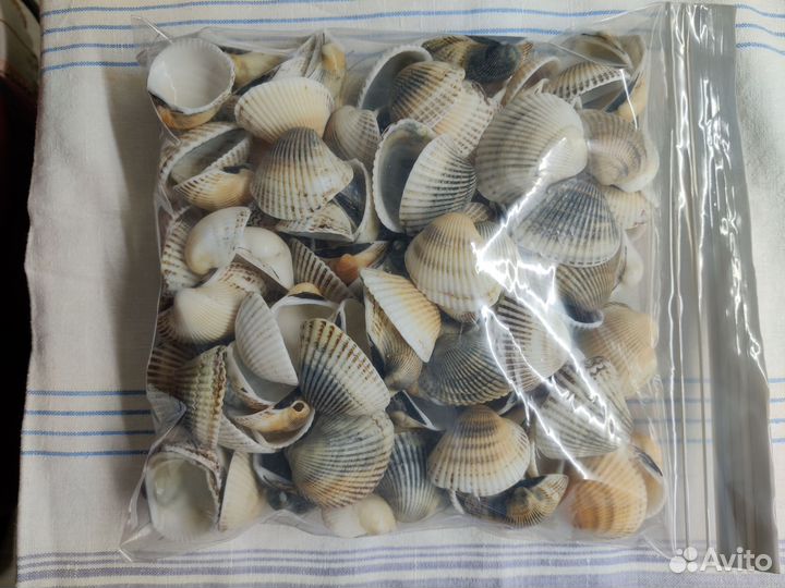 Ракушка