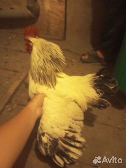 Молодые петухи