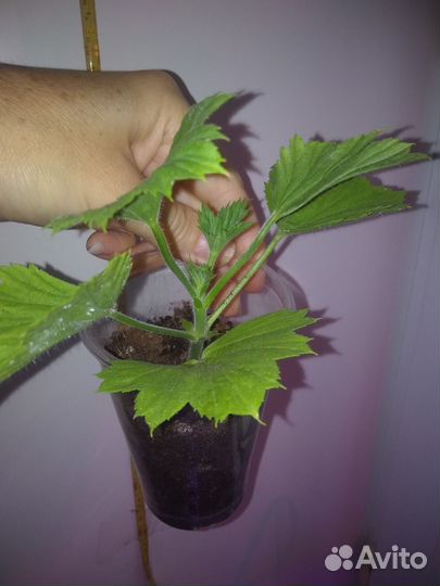 Королевская пеларгония