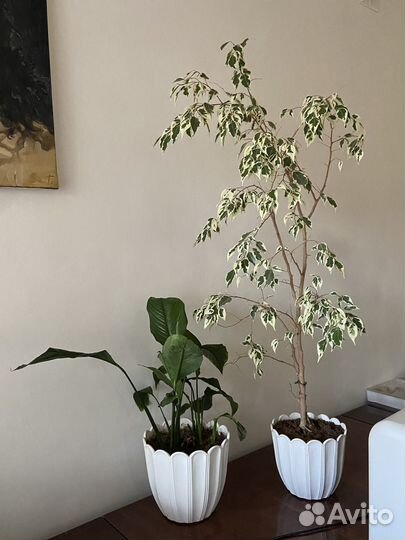 Комнатные цветы