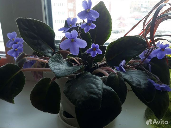 Фиалка