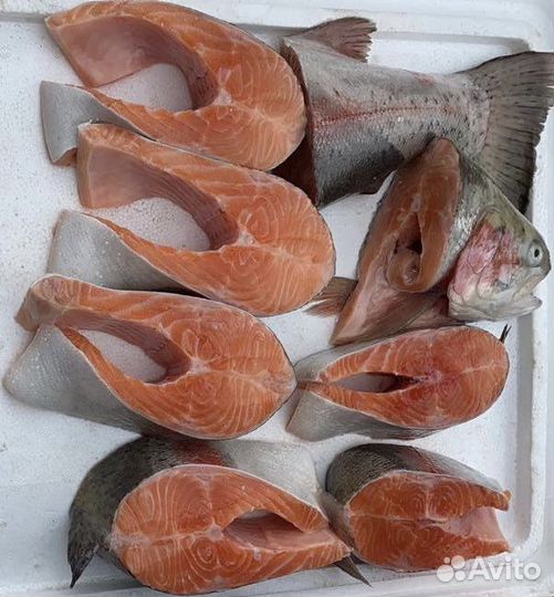 Свежая рыба форель из Карелии
