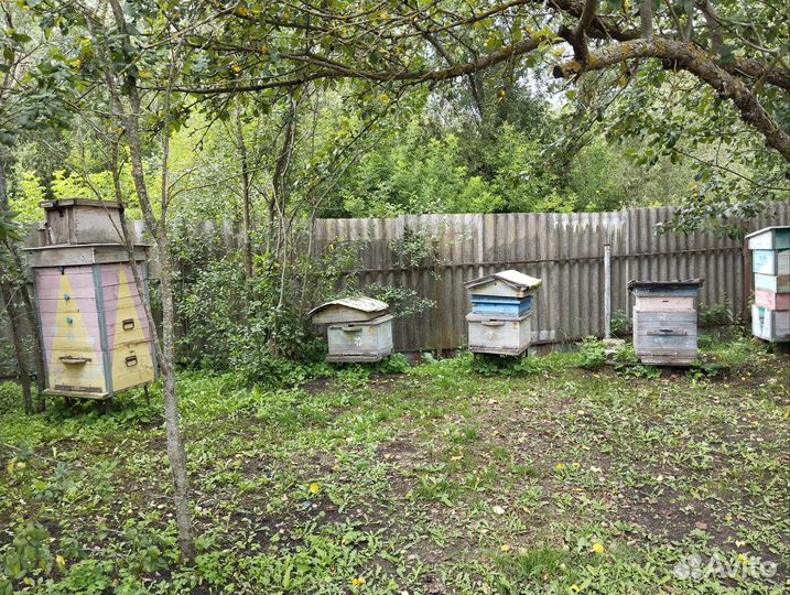 Улей с пчелами