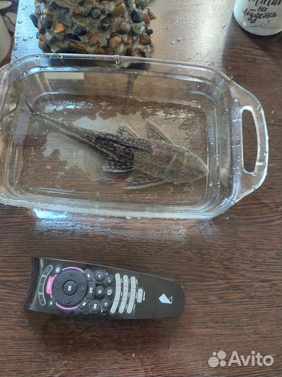 Анциструс сом за 2 т.р