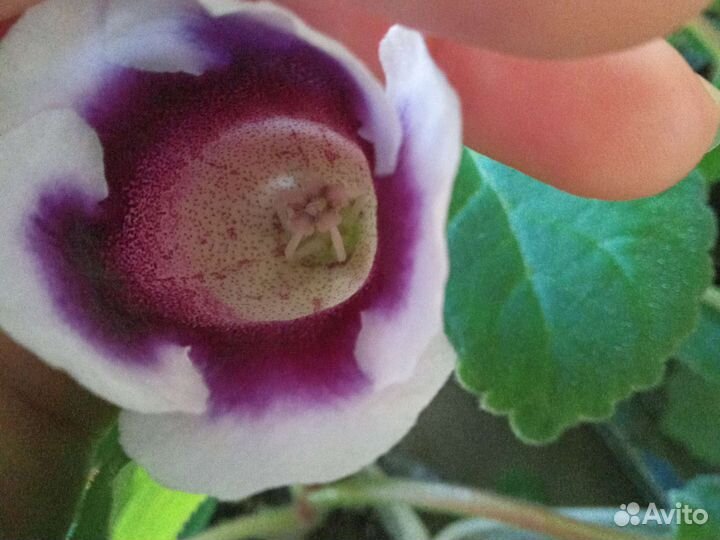 Глоксиния клубни