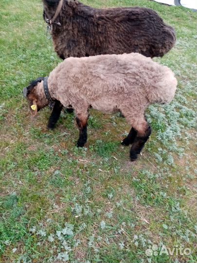 Лродам ягненка 4 месяца